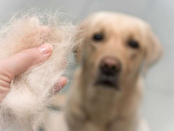 Maulwurf vertreiben mit Hunde- oder Katzenaromen